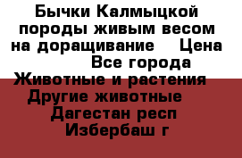 Бычки Калмыцкой породы живым весом на доращивание. › Цена ­ 135 - Все города Животные и растения » Другие животные   . Дагестан респ.,Избербаш г.
